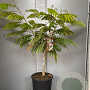 Albizia julibr. Ombrella 100-125 cm 20L