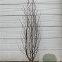 Alnus glutinosa 200-250 cm met kluit solitair