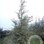 Betula nigra 'Shiloh Splash' 350-400 cm cont. 110L BEVEERD