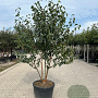 Betula albosin. 'Fascination' 300-350 cm cont. 180L
