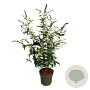 Buddleja d. 'Black Knight' 100-125 cm 15L