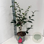 Camellia j. 'Adolphe Audusson' 60-70 cm 5,0L