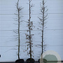Carpinus betulus 200-225 cm 12L