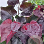 Cercis can. Ace of Spades 200-250 cm cont. 80L