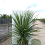 Cordyline australis 175-200 cm cont. 130L