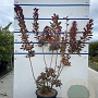 Cotinus cog. 'Royal Purple' 100-125 cm 20L