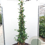 Garrya elliptica 'James Roof' 100-125 cm 20L 3 stok