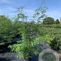 Gleditsia triacanthos inermis 175-200 cm 20L