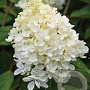 Hydrangea a. 'Grandiflora' 100-125 cm 20L