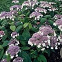 Hydrangea asp. 'Macrophylla' 150-175 cm 20L