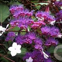 Hydrangea asp. 'Rosemary Foster' 80-100 cm 20L