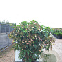 Hydrangea villosa 100-125 cm 50L