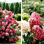 Hydrangea pan. Diamand Rouge 80-100 cm 20L