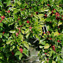 Ilex paraguariensis 100-125 cm 20L