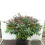 Leucothoe keiskei Burning Love 70-80 cm 20L breed