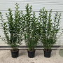 Ligustrum ovalifolium 60-80 cm 4,0L