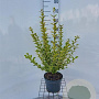 Ligustrum oval. 'Aureum' 60-80 cm 4,0L