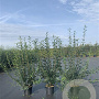 Ligustrum vulg. 'Atrovirens' 40-60 cm 4,0L