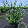 Ligustrum vulg. 'Atrovirens' 60-80 cm 4,0L
