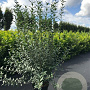 Ligustrum vulg. 'Atrovirens' 150-175 cm 12L