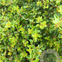 Lonicera nitida 'Compact' 30-40 cm 10L bol