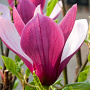 Magnolia 'Oriental Night' 100-125 cm 20L