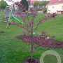 Malus 'Diable Rouge' 300-350 cm cont. 130L