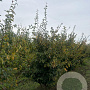 Parrotia persica 'Vanessa' 250-300 cm cont. 130L