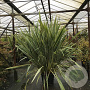 Phormium tenax 'Variegatum' 80-100 cm 50L
