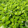Pittosporum ten. 'Midget' 30-40 cm 3,0L