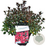 Rhod. (AJ) 'Maruschka' rood 25-30 cm 4,0L