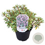 Rhododendron 'Arends Favorit' 25-30 cm 3,5L
