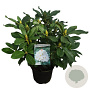 Rhododendron 'Cunningham's White' 30-40 cm 5,0L struik
