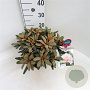 Rhododendron (Y) 'Edelweiss' 25-30 cm 5,0L