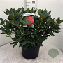 Rhododendron 'Lord Roberts' 60-70 cm 20L