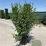 Ribes alpinum 100-125 cm 12L
