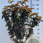 Sambucus nigra Black Tower 100-125 cm 20L