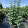 Sorbus aucuparia 125-150 cm 20L
