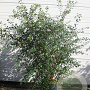 Spiraea vanhouttei 125-150 cm 20L