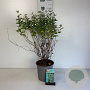 Symphoricarpos d. 'White Hedge' 50-60 cm 6,5L