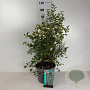 Symphoricarpos d. 'White Hedge' 50-60 cm 10L