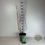 Cornus alba 'Gouchaultii' 60-80 cm cont. 65L