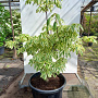 Cornus controversa 'Variegata' 200-250 cm cont. 110L