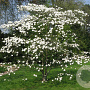 Cornus 'Eddie's White Wonder' 12-14 HO cont. 130L 240 cm stam dakvorm