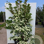 Cornus hongkongensis 200-250 cm cont. 80L