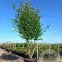 Cornus mas 300-350 cm cont. 290L paraplu