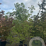 Cornus 'Norman Hadden' 300-350 cm cont. 110L