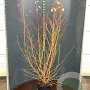 Cornus sang. 'Midwinter Fire' 125-150 cm 12L