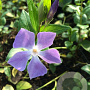 Vinca major P9
