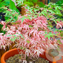 Acer palmatum 'Kinshi' 80-100 cm 20L